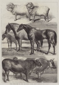 Prize Animals from the Royal Agricultural Society
